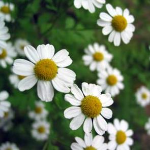 自由が丘のエステ&アロマ・サロン、アロママッサージ、リンパドレナージュ、フェイシャル|目黒、エフェクティブタッチ