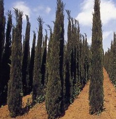 自由が丘のエステ&アロマ・サロン、アロママッサージ、リンパドレナージュ、フェイシャル|目黒、エフェクティブタッチ