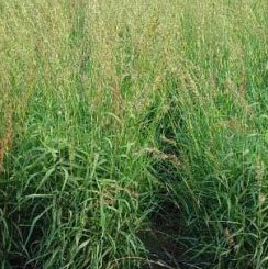 自由が丘のエステ&アロマ・サロン、アロママッサージ、リンパドレナージュ、フェイシャル|目黒、エフェクティブタッチ