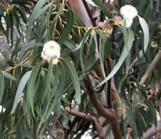 ユーカリ・グロブルス