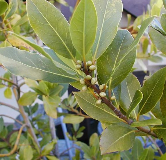 自由が丘のエステ&アロマ・サロン ケイ武居プロデュースサロン、アロママッサージ、リンパドレナージュ、フェイシャル|目黒、エフェクティブタッチ