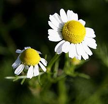 自由が丘のエステ&アロマ・サロン ケイ武居プロデュースサロン、アロママッサージ、リンパドレナージュ、フェイシャル|目黒、エフェクティブタッチ