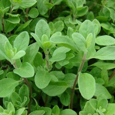 自由が丘のエステ&アロマ・サロン、アロママッサージ、リンパドレナージュ、フェイシャル|目黒、エフェクティブタッチ