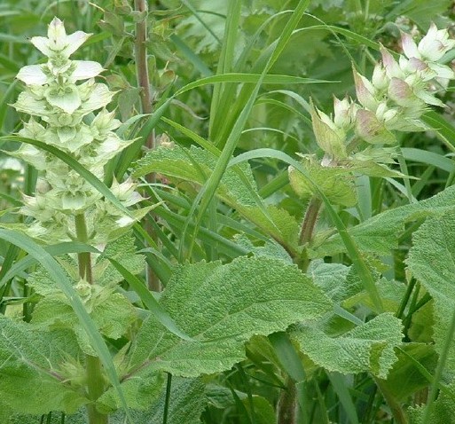 自由が丘のエステ&アロマ・サロン、アロママッサージ、リンパドレナージュ、フェイシャル|目黒、エフェクティブタッチ